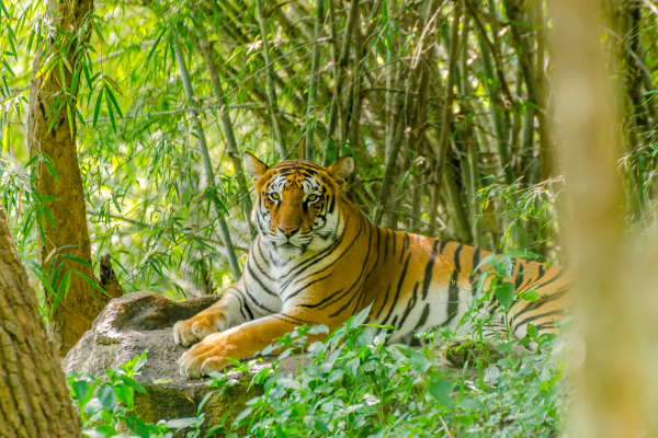 best jungle safari in india