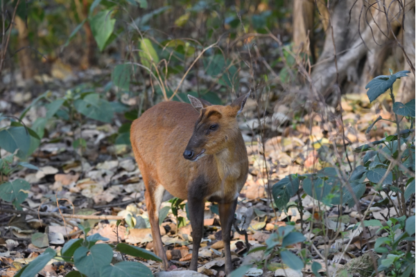 best jungle safari in india