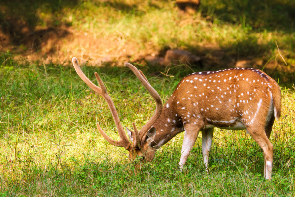 jungle safari in india