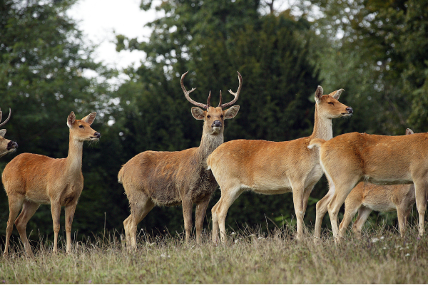 famous jungle safari in india