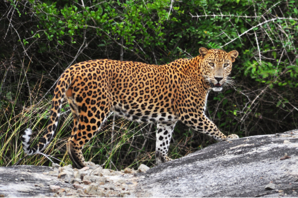 best wildlife safari in india