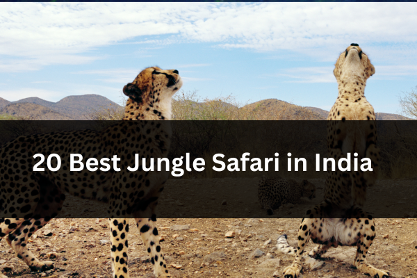 Wildlife Wonders: 20 Best Jungle Safari in India