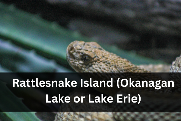 Rattlesnake Island Florida: Everything You Need To Know