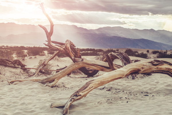 Explore Death Valley National Park Tours - A Complete Guide