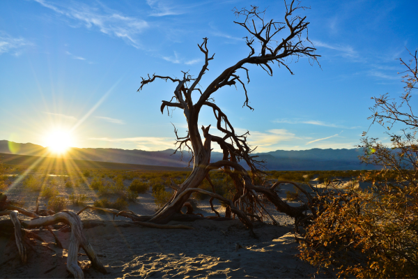 Explore Death Valley National Park Tours - A Complete Guide