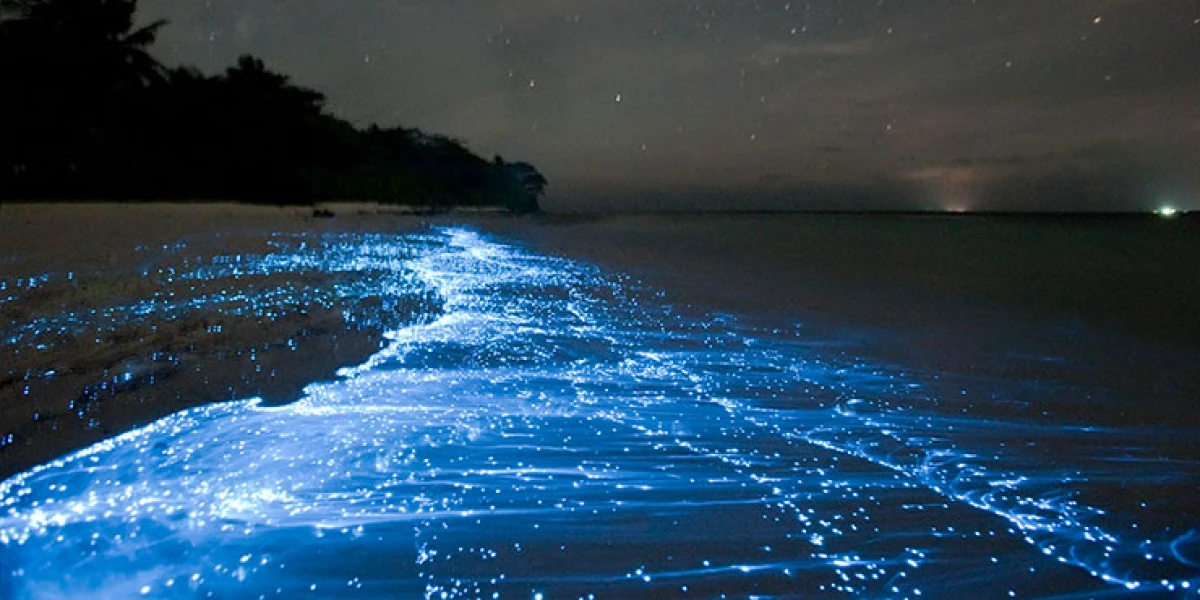 Bioluminescent Beaches, Maldives: The Ocean That Glows
